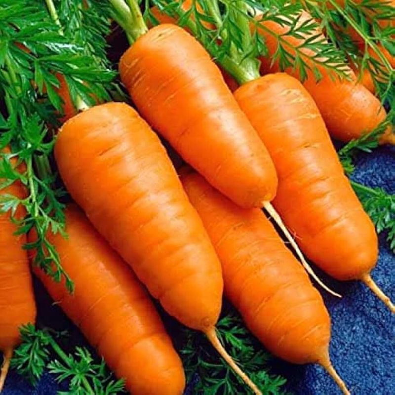 Сорт моркови Аленка. Описание и характеристики