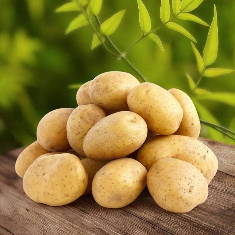 Как садить картофель в средней полосе