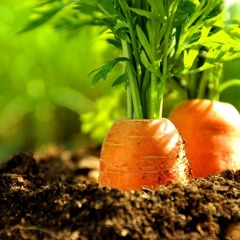 Что делать, чтобы морковь быстро взошла
