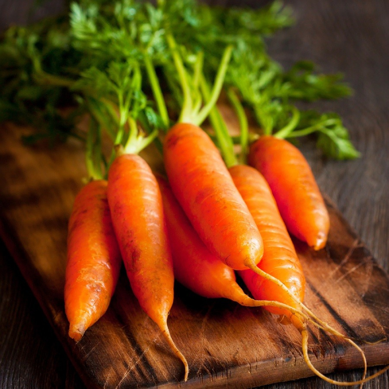 Морковь для Урала. Лучшие сорта с описанием