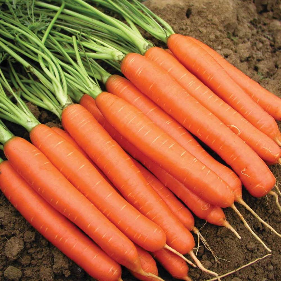 Морковь Нантская 4. Особенности и описание сорта
