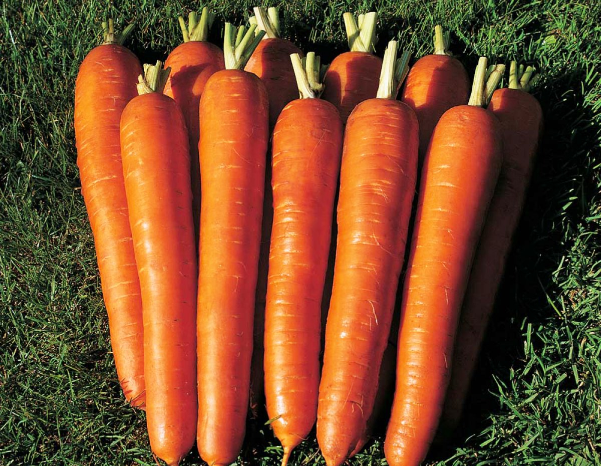 Морковь Император. Описание сорта