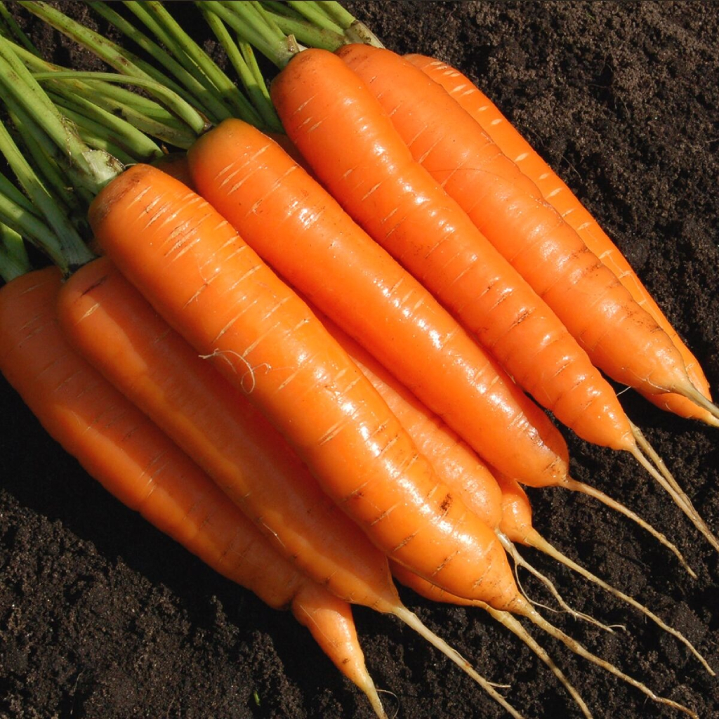 Морковь "Флакке". Описание сорта