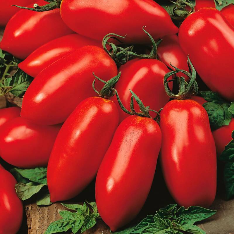 Пальчиковые томаты - сорта с описанием