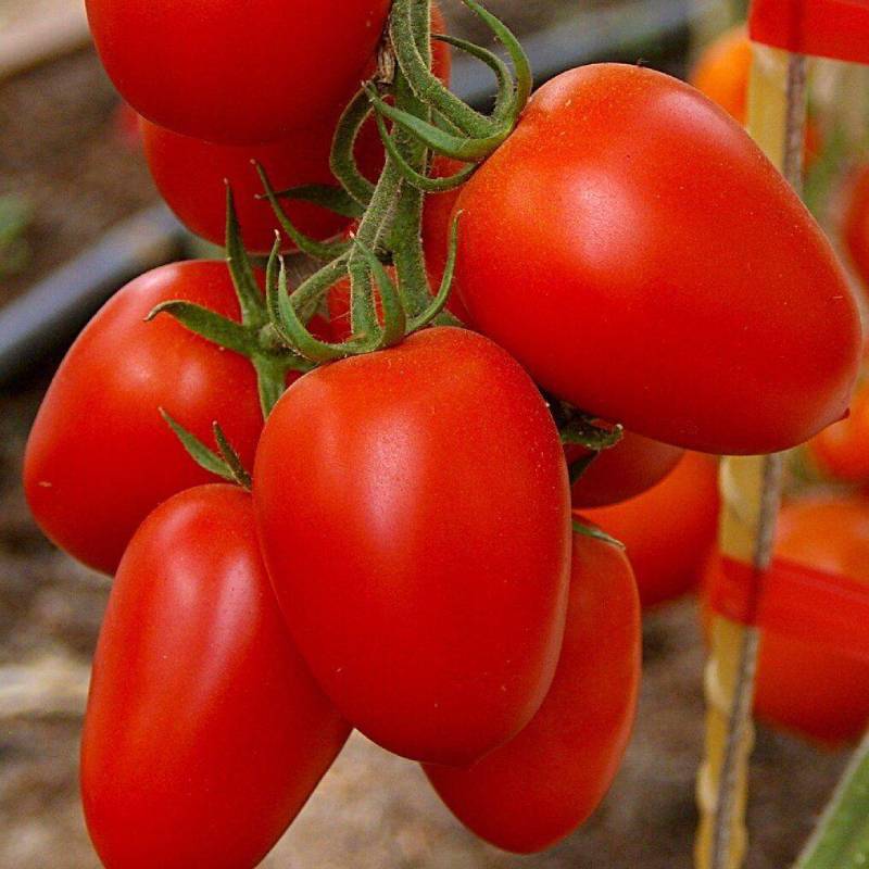 Ранние сорта низкорослых томатов