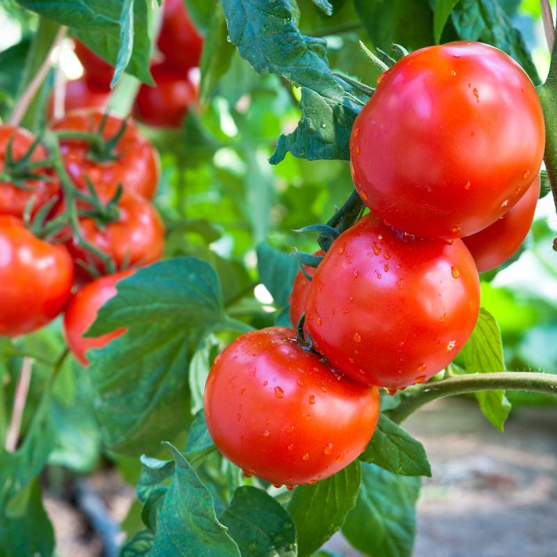 Как и когда высаживать рассаду томатов в открытый грунт