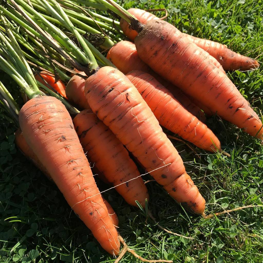 Морковь Самсон. Особенности и описание сорта