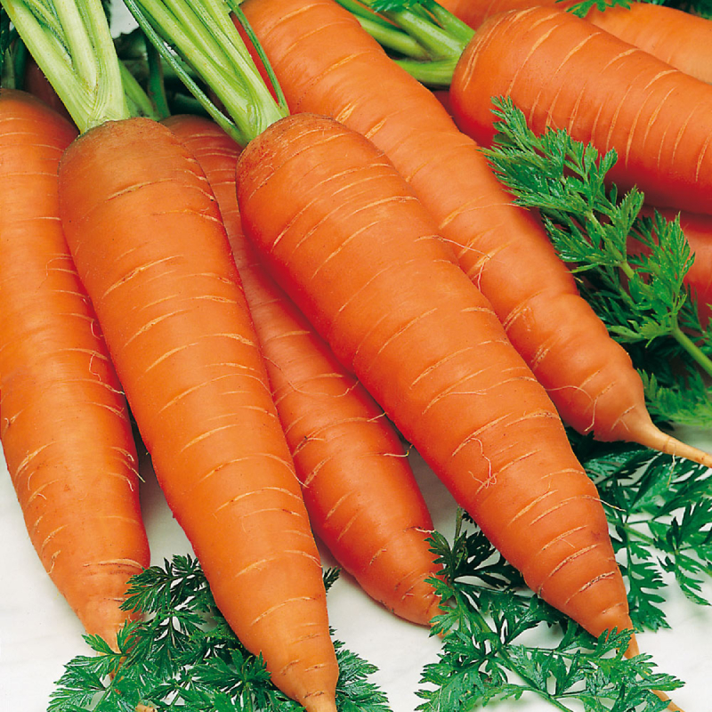 Морковь Нантская красная. Описание сорта