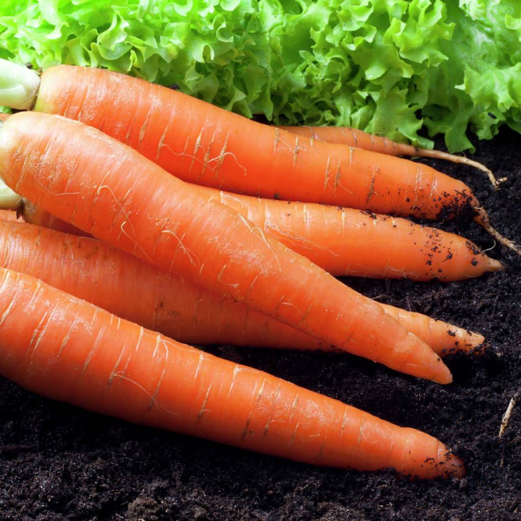Морковь Витаминная - 6. Описание сорта