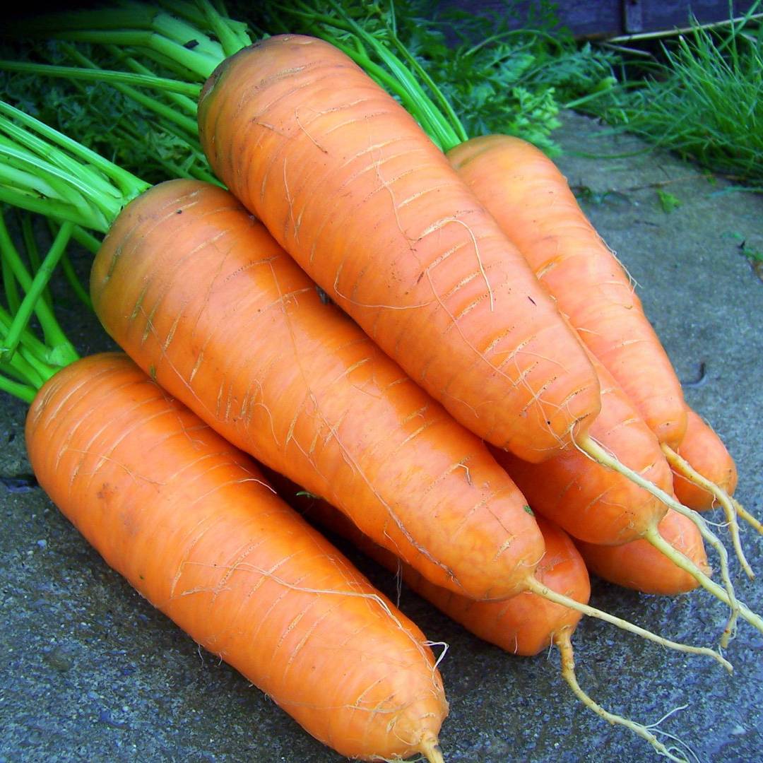 Морковь Шантане 2461. Описание сорта