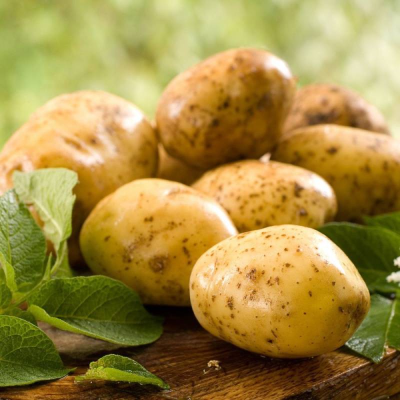 Как садить картошку на Урале