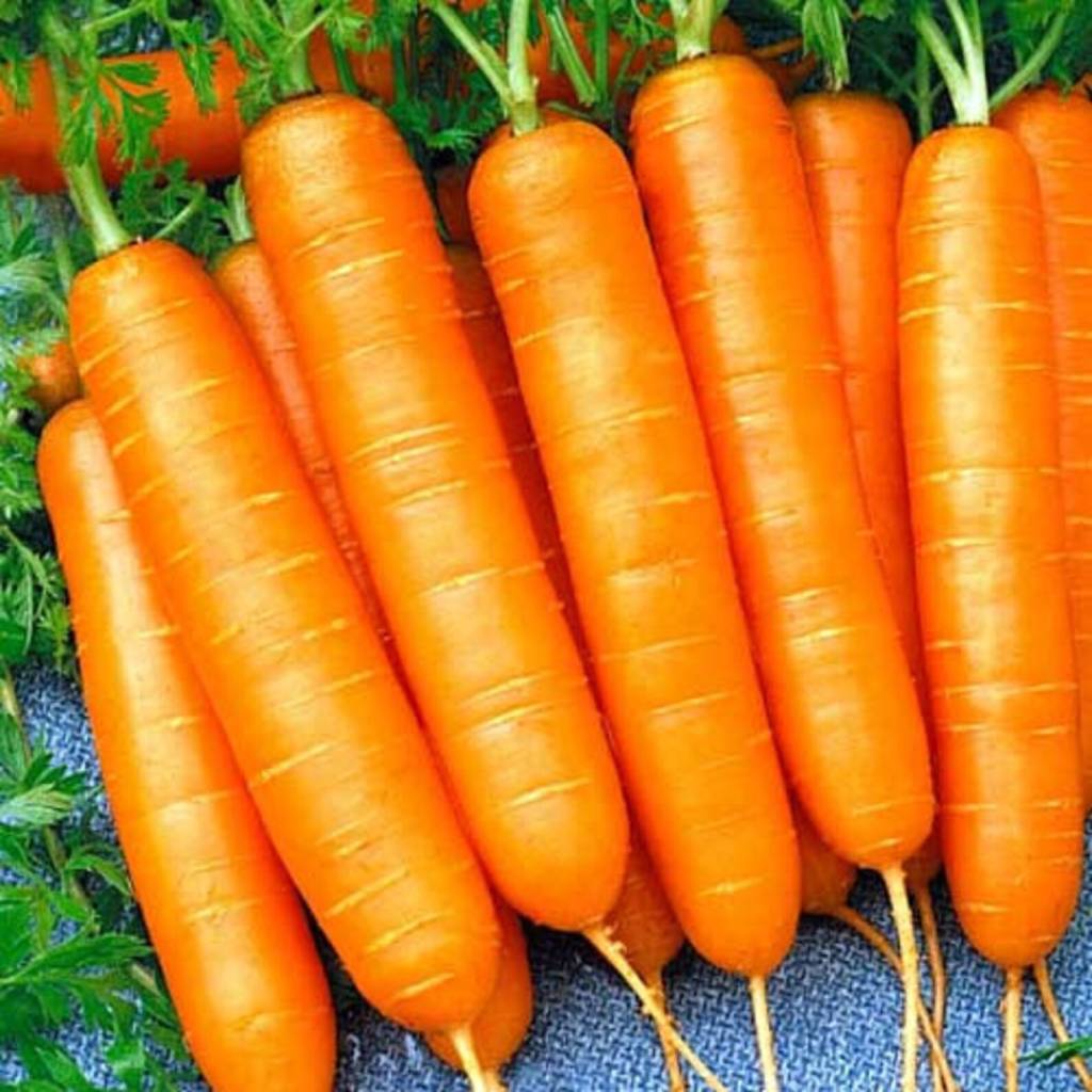 Морковь Виктория f1. Описание сорта