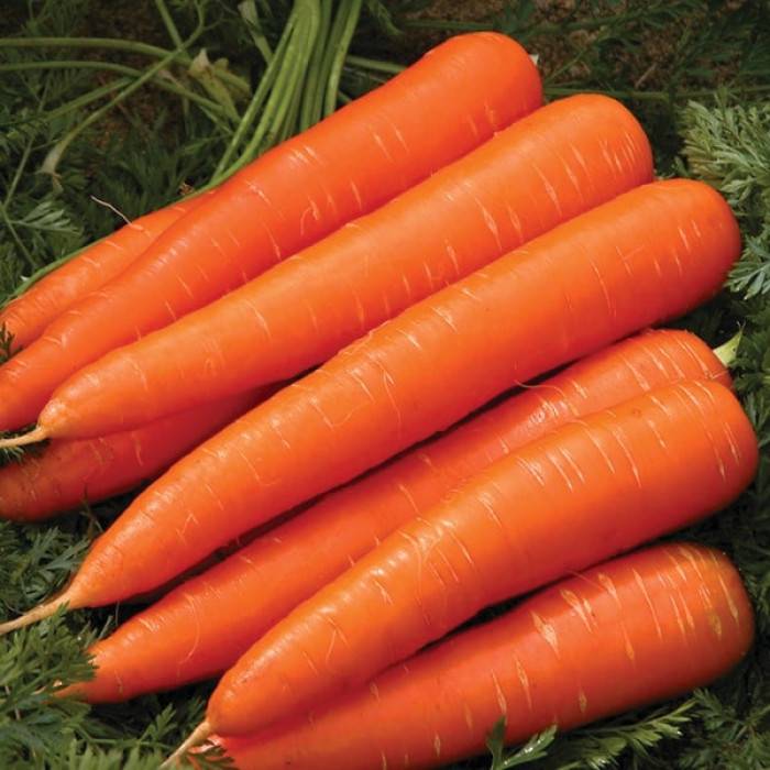 Морковь "Королева осени". Описание сорта