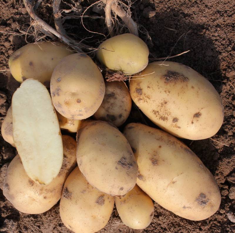 Сорта картофеля для Урала