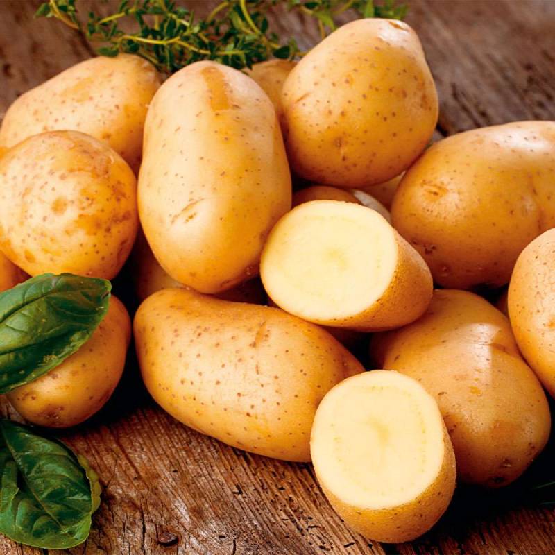 Урожайные сорта картофеля