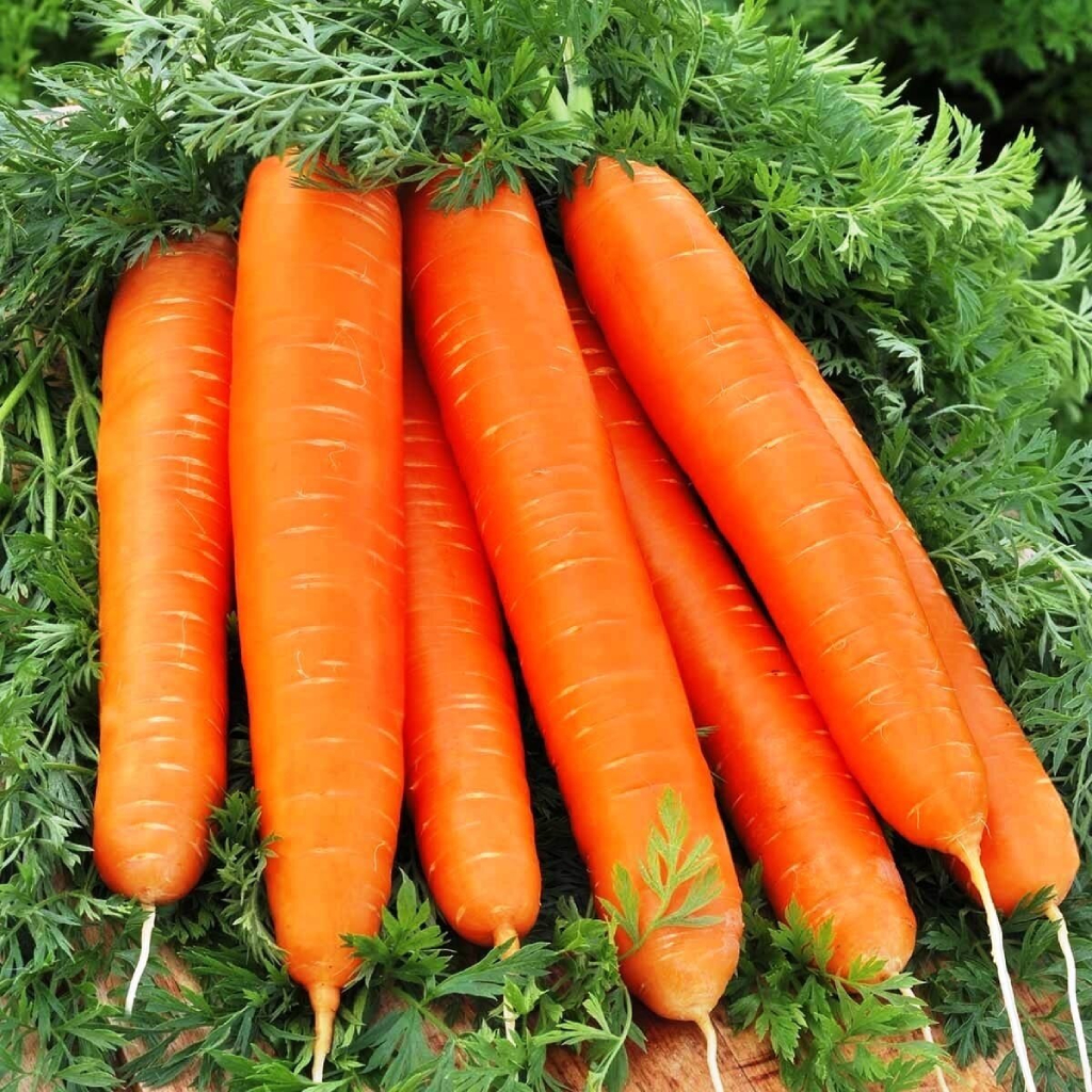 Морковь Лонг Роте. Описание сорта