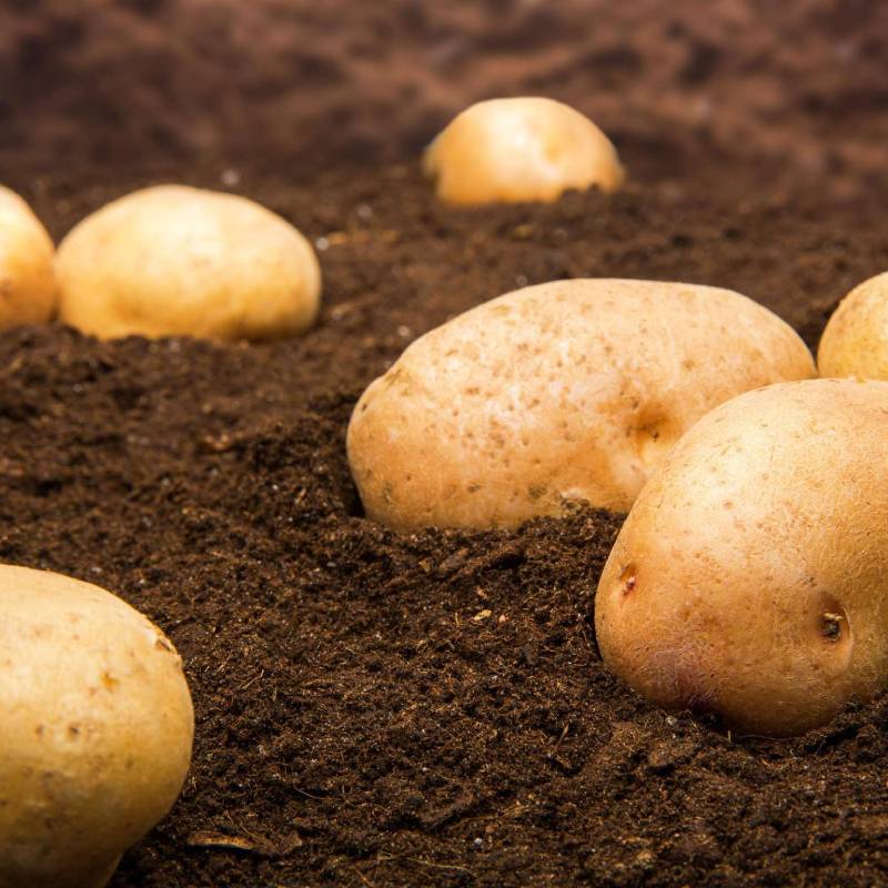 Как сажать картофель