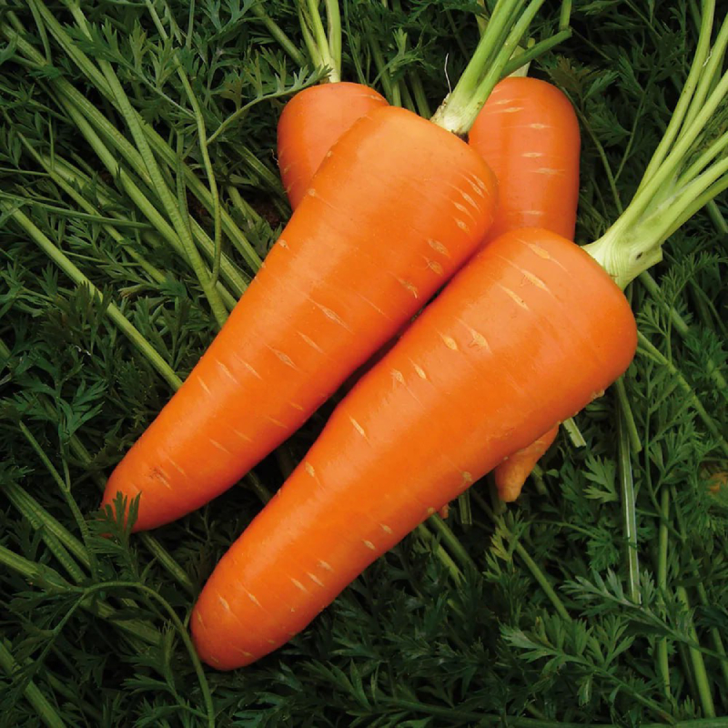 Морковь Курода. Описание сорта