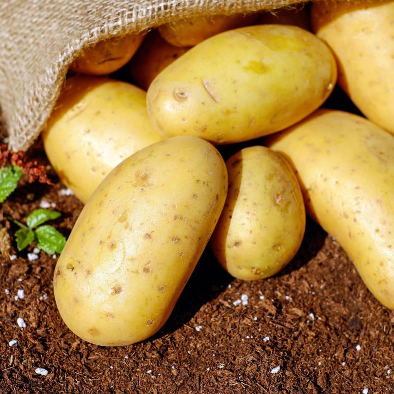Крупные сорта картофеля