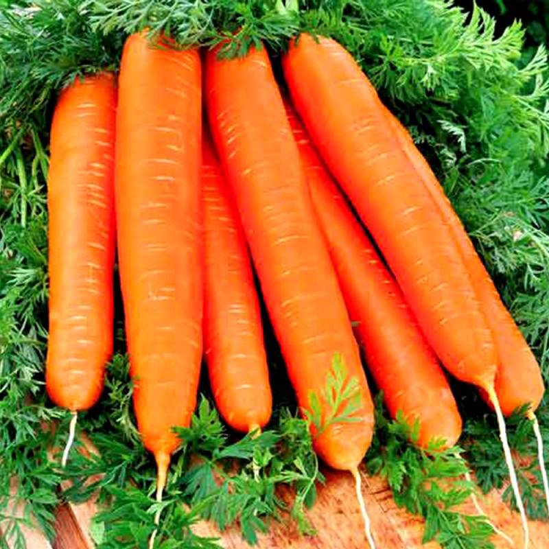 Морковь - сорта для открытого грунта